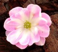 Single pink and white flowers of a good size